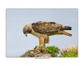 7707 red-tailed hawk